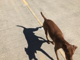 A Canine's Accessory