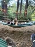 Hammock Bliss in the Redwoods