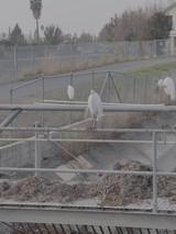 White Egrets Perched Along Construction Site Railings