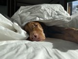 The Cozy Companion