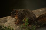 Tiny Acrobat at Oakland Zoo
