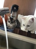 Counter Cats