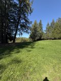 Serenity in the Redwood Grove