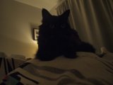 The Mysterious Black Cat