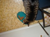 A Feline Feast