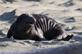 Emaciated Elephant Seal Pup on Drakes Beach