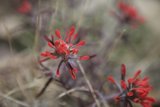 Black Petal Geranium