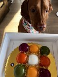 Canine Cake Cravings