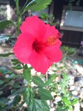 Vibrant Petunia Poses in Front of California Home