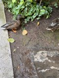 Garden Visitors: Mallards Among Tropical Foliage