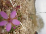 Pink Geranium Blossom
