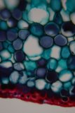 Colorful Bubble