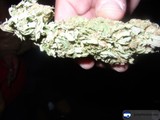 Midnight Harvest