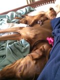 Best Buddies on Bed