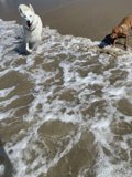 Canine Splash Zone