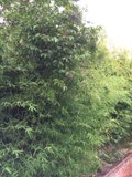 Lush Foliage Against Brick Wall