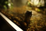 Curious Observer: The Little Fish