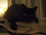 The Purr-fect Nap