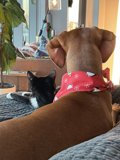 Furry Friends on the Couch