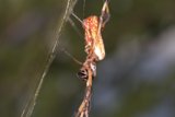 Garden Spider with Long Tail