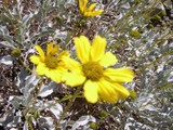 Desert Daisy Wonderland