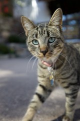 Curious Tabby Cat with Blue Eyes Reaching Forward