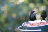 Bird duo on metal bowl