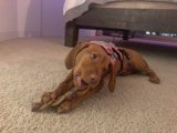 Puppy Love