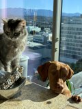 Feline and Fido Counter Buddies