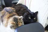 Double the Feline Fun