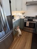 Curious Explorations in the Kitchen
