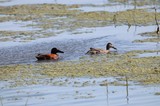 Male and Female Cinnamon Teal Pair in Wetland
