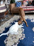 Playtime on the Living Room Rug