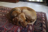 Cozy Canine on Hardwood Flooring