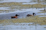 Pair of Ducks Resting in Wetland Shallows