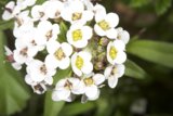 White Flower with Yellow Centers