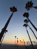 Serene Palms at Sunset