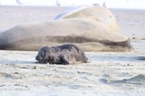 Elephant Seal Pup Resting Beside Mother at Drakes Beach