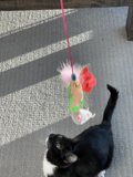 Furry Friend's Favorite Toy
