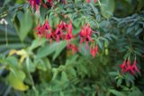Fuchsia Bloom at San Francisco Botanical Garden