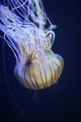 Luminescent Jellyfish Drifting in Deep Blue Waters