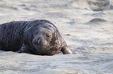 Young Elephant Seal Pup Resting on Sandy Beach