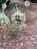 Intricate Nature