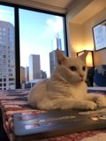 White Cat Working Hard