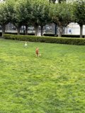 Running Free in the Park