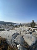Majesty of the Evergreens
