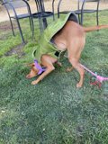 Stylish Pup in Green Jacket