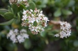 Delicate White Jade Plant Flowers in Bloom