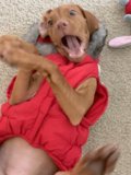 Cozy Canine