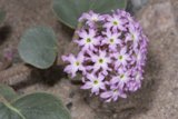 Purple Geraniums Bloom in Sandy Soil